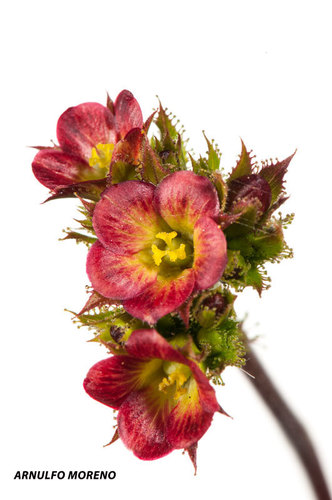 Crotonoideae