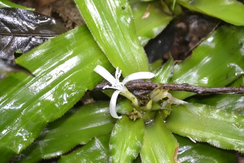 Cryptanthus