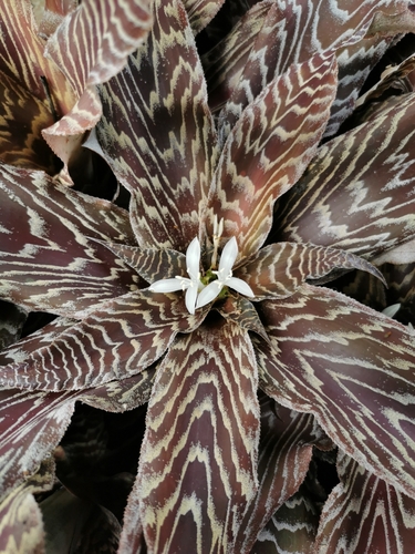 Cryptanthus zonatus