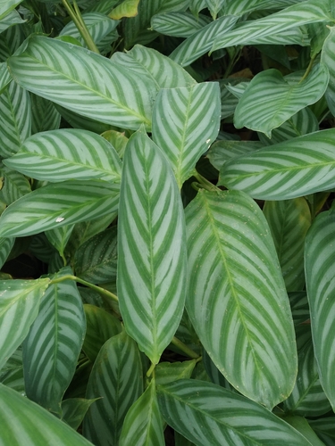 Ctenanthe amabilis