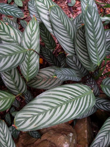 Ctenanthe