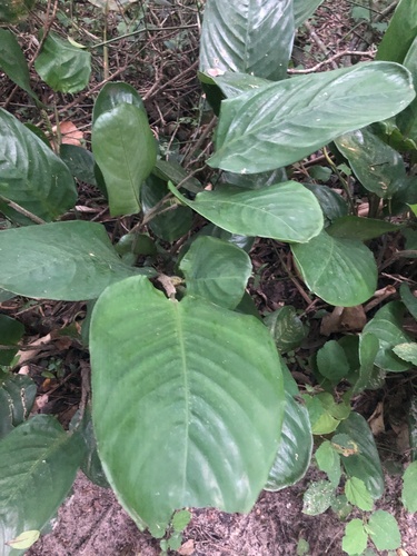 Ctenanthe setosa