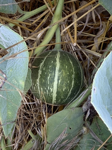 Cucurbitales