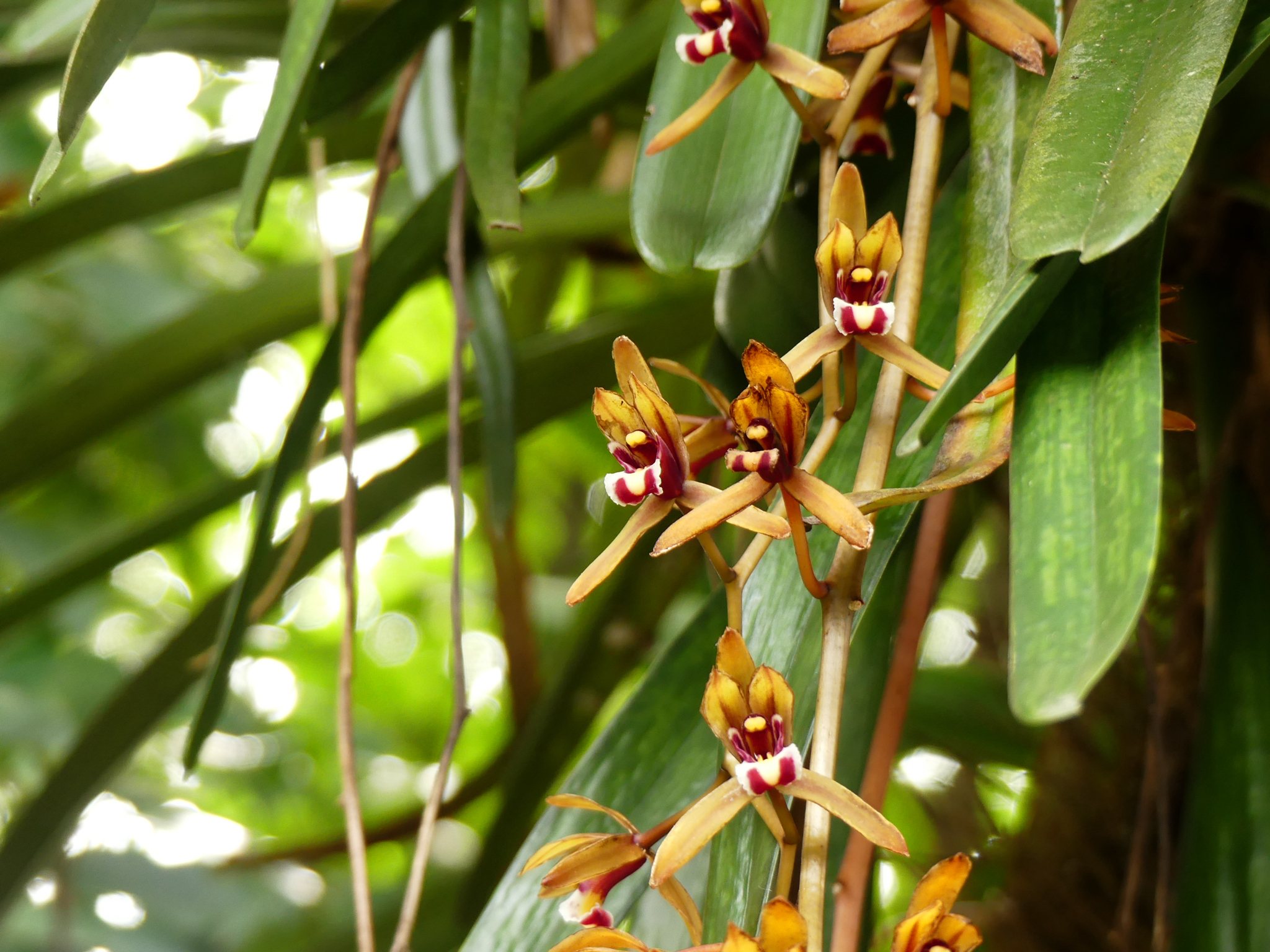 Cymbidium Golden Elf