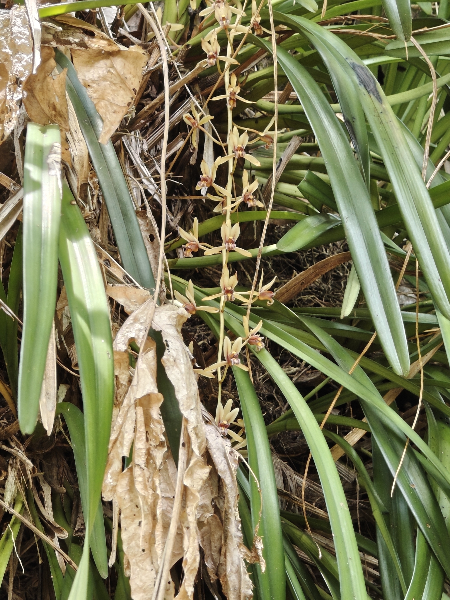 Cymbidium aloifolium