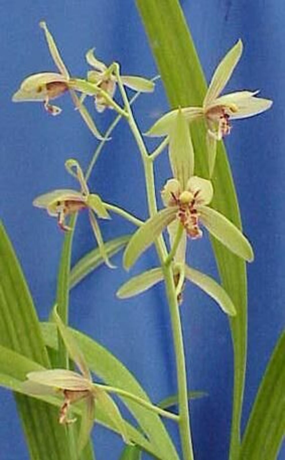 Cymbidium ensifolium
