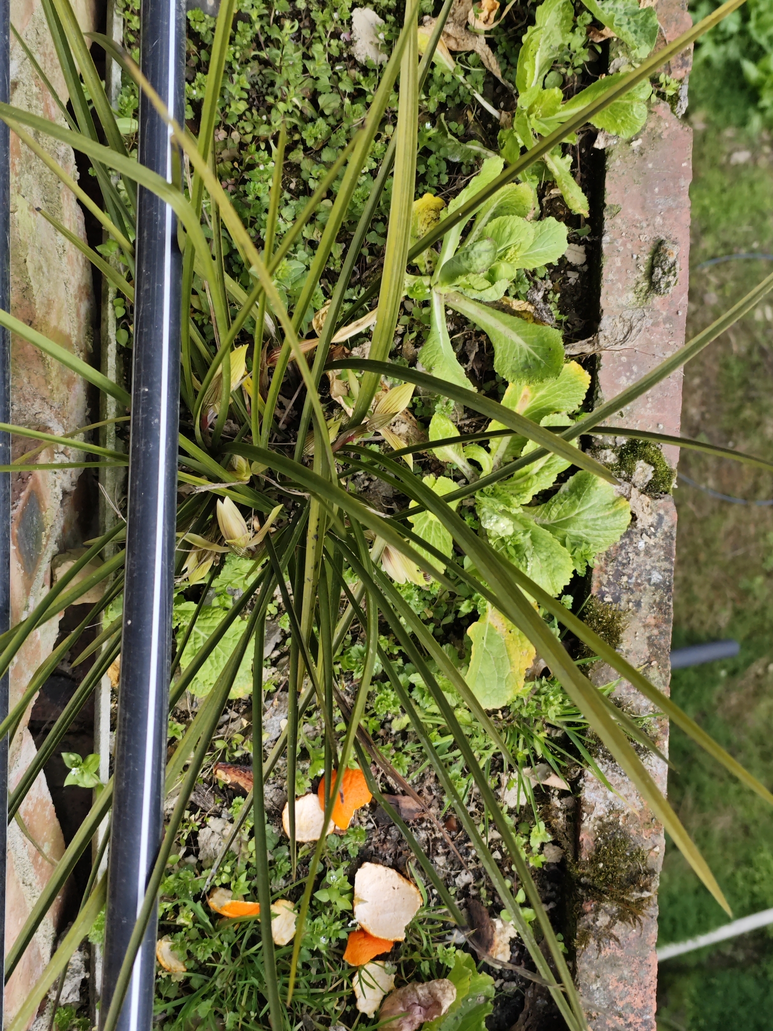 Cymbidium goeringii