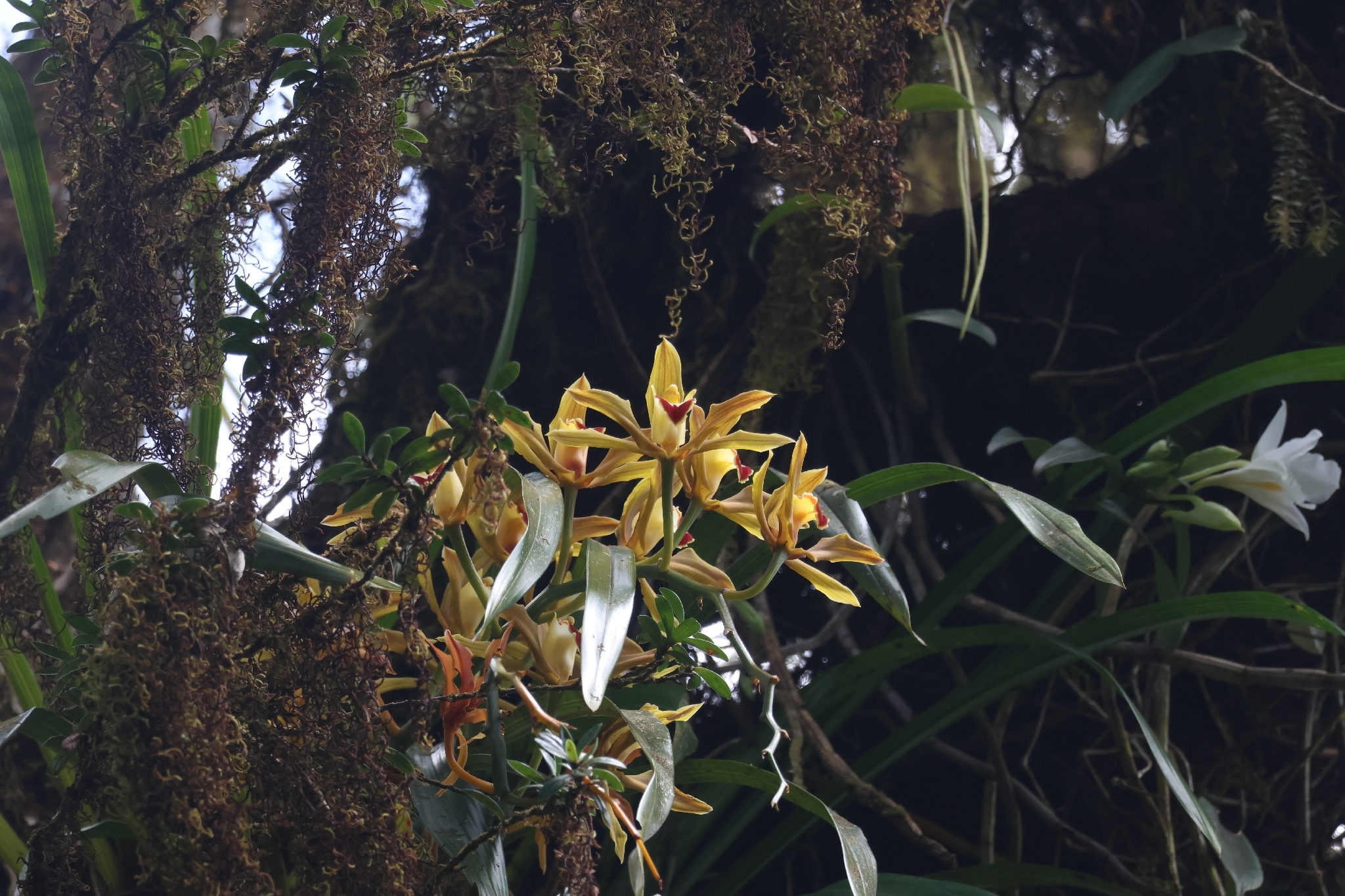 Cymbidium lowianum