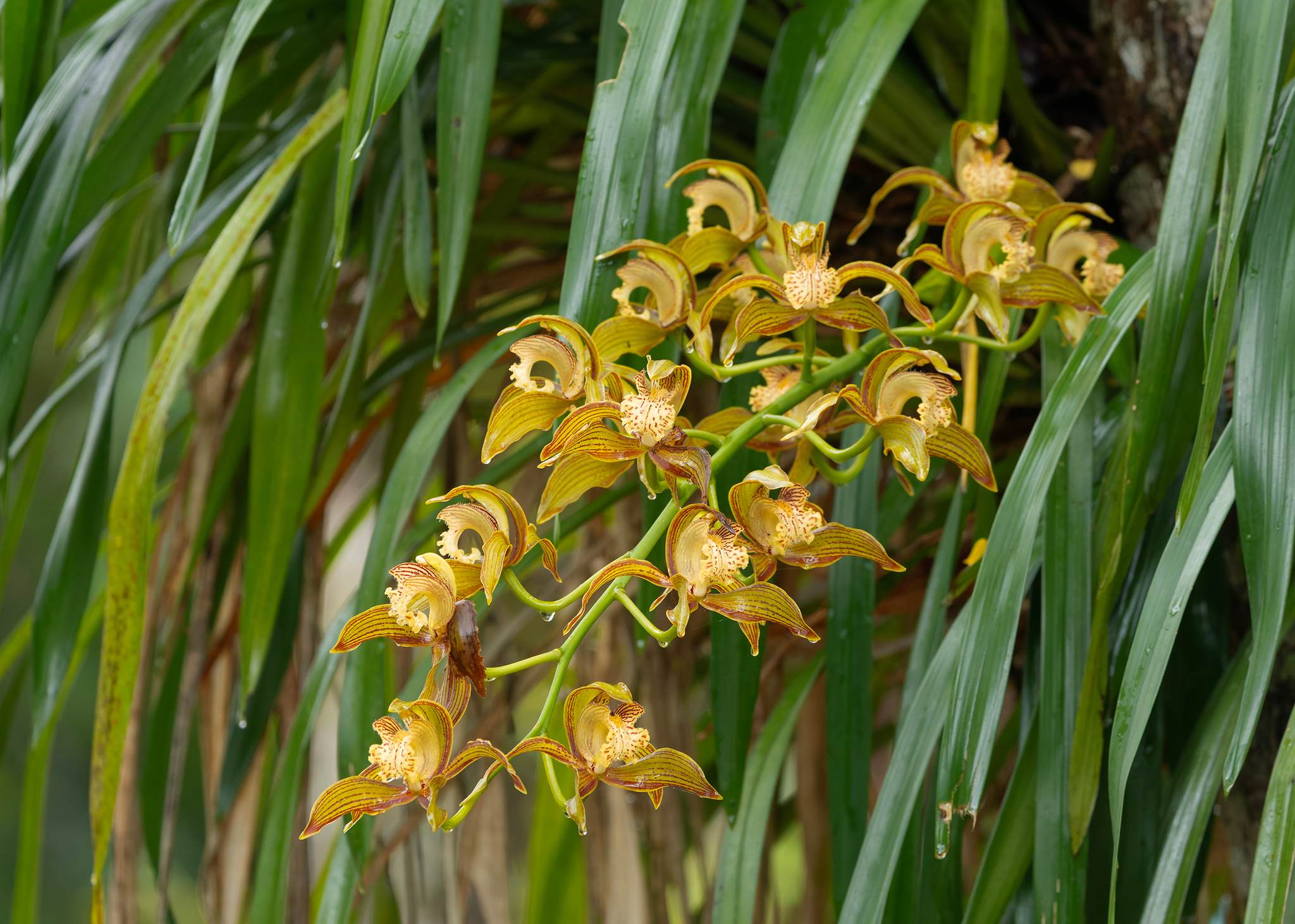 Cymbidium tracyanum