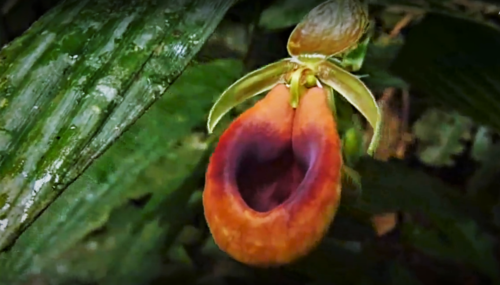 Cypripedioideae