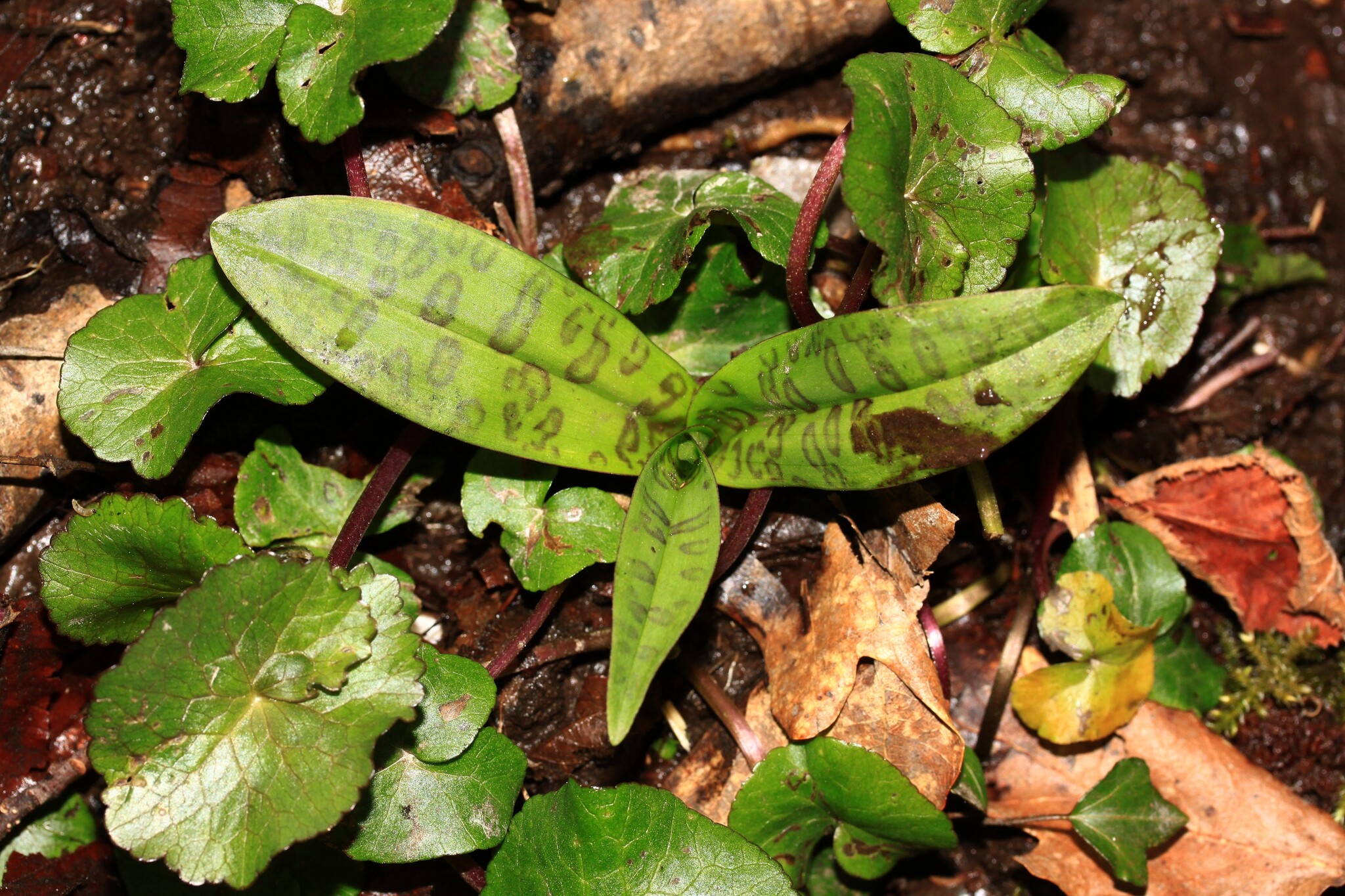 Dactylorhiza maculata