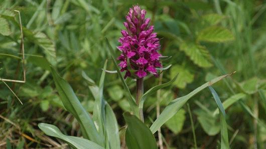 Dactylorhiza