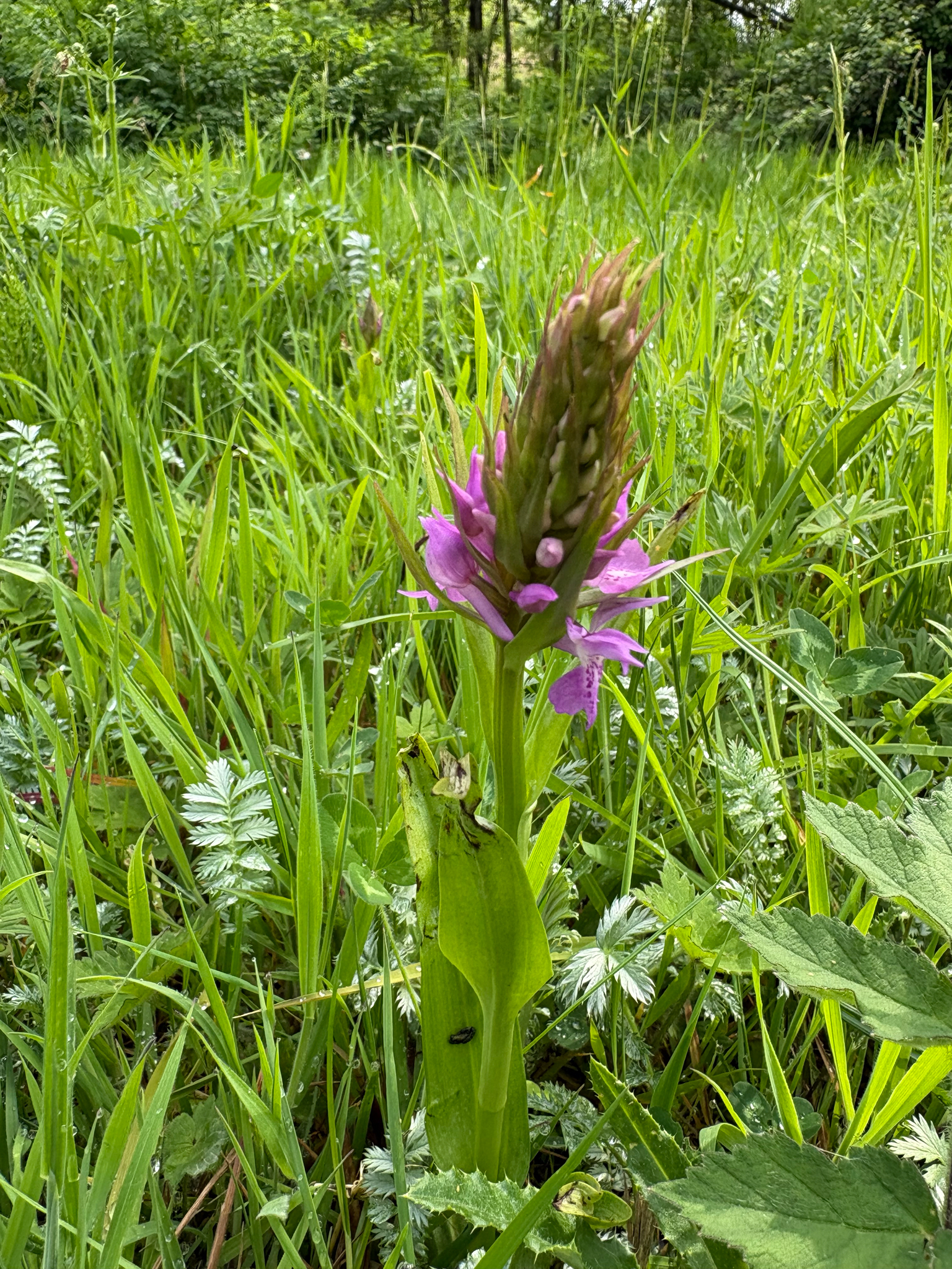 Dactylorhiza praetermissa