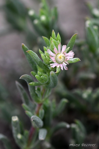 Delosperma