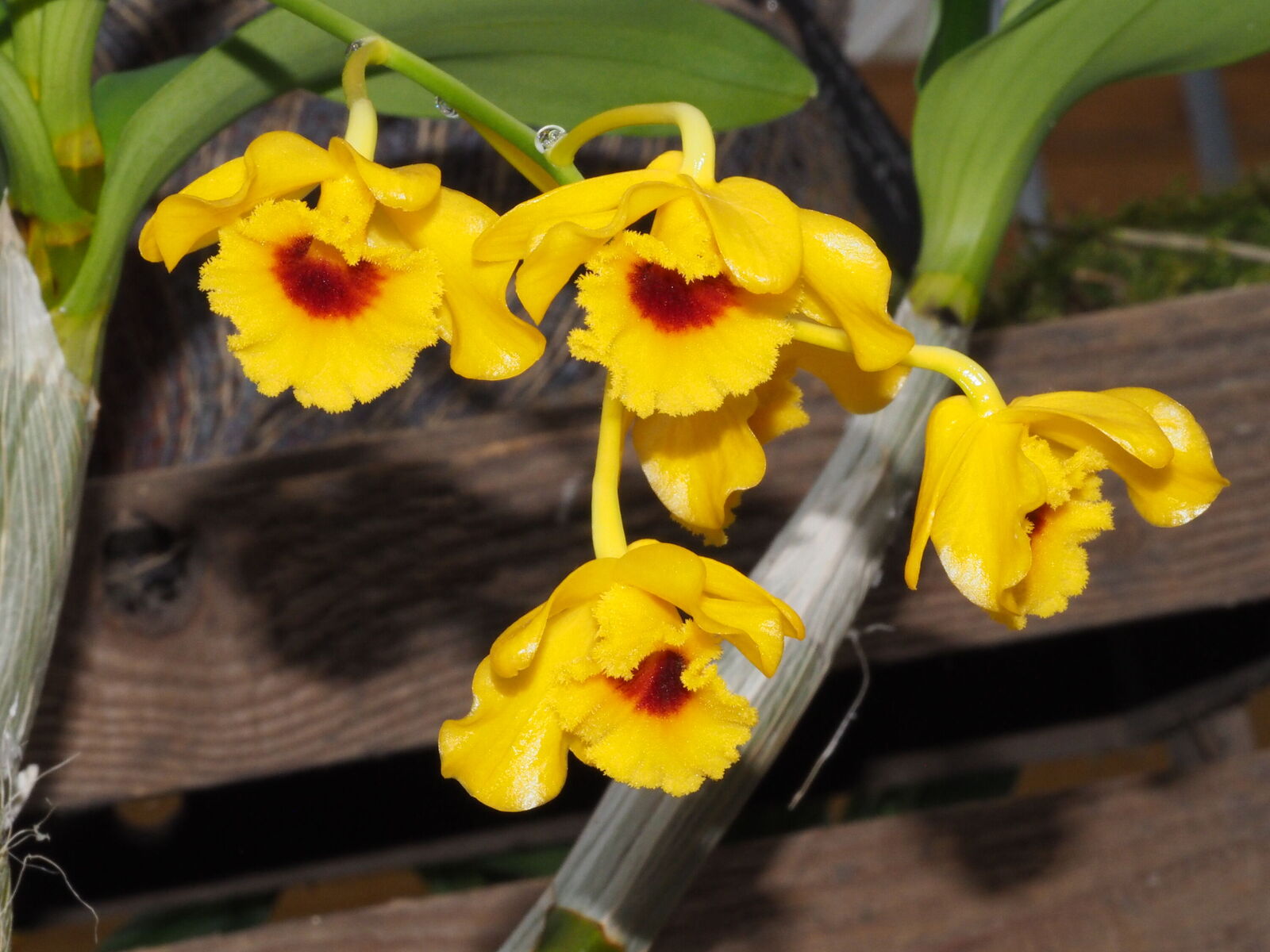 Dendrobium chrysotoxum