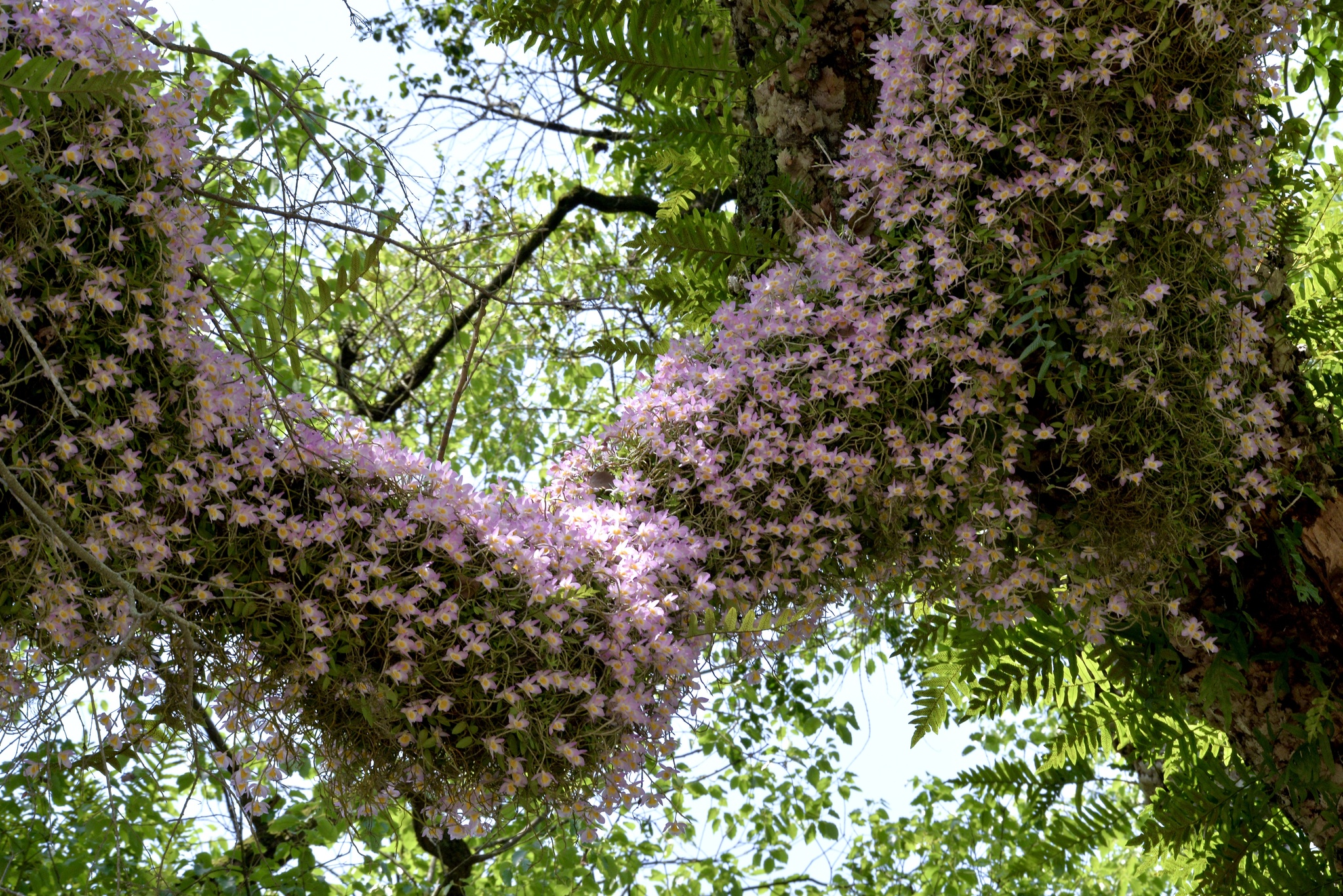Dendrobium loddigesii