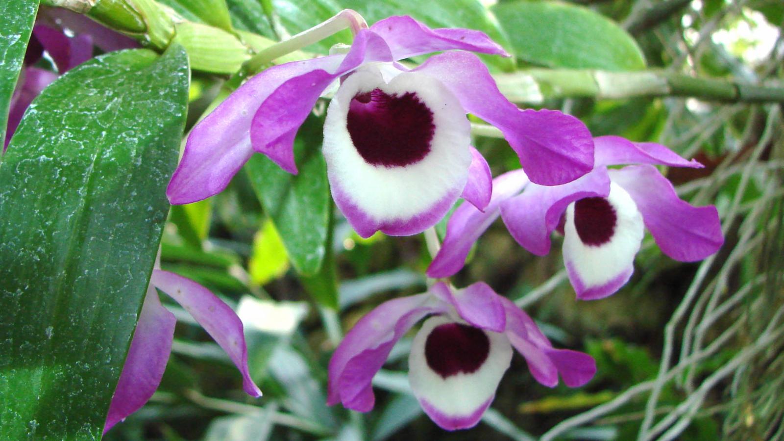 Dendrobium nobile