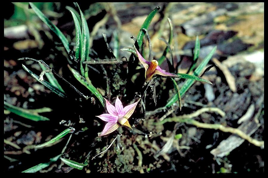 Dendrobium