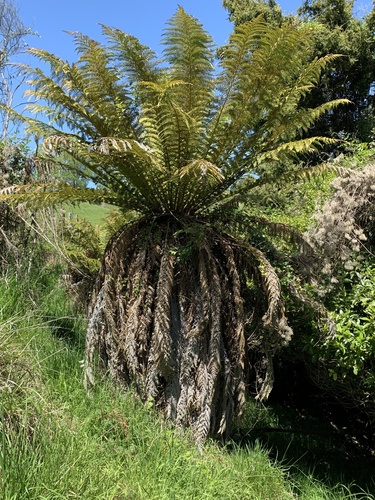 Dicksonia fibrosa