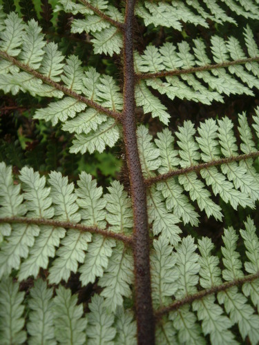 Dicksonia squarrosa