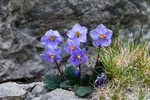 Didymocarpoideae