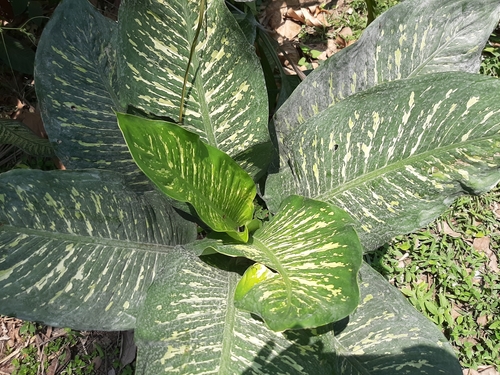 Dieffenbachia