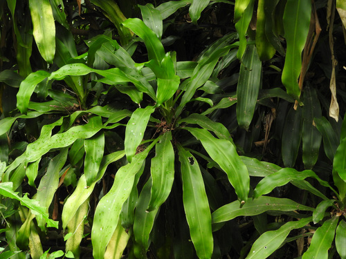 Dracaena fragrans
