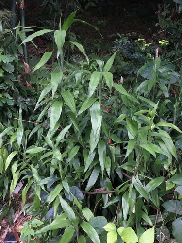 Dracaena sanderiana