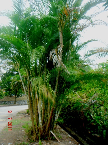 Dypsis