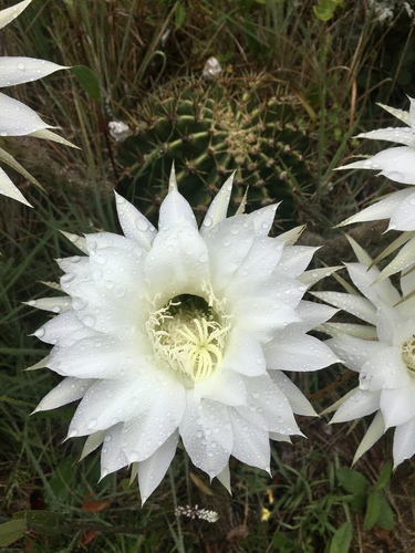 Echinopsis