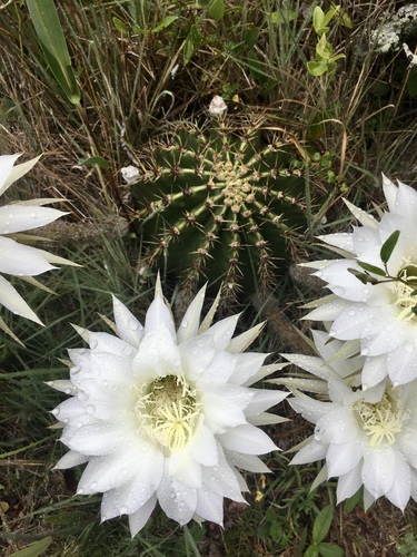Echinopsis oxygona