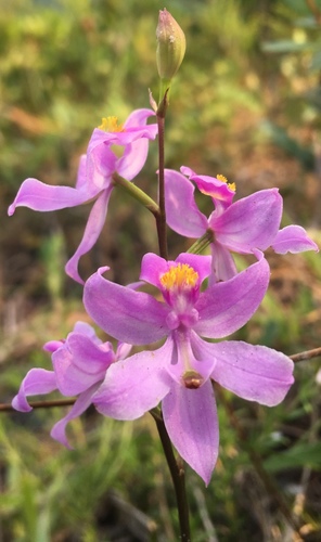 Epidendroideae