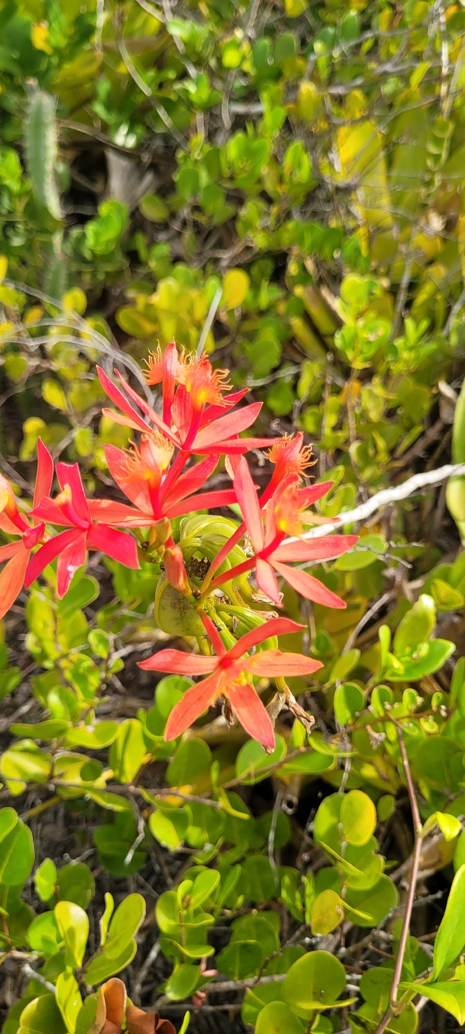 Epidendrum cinnabarinum