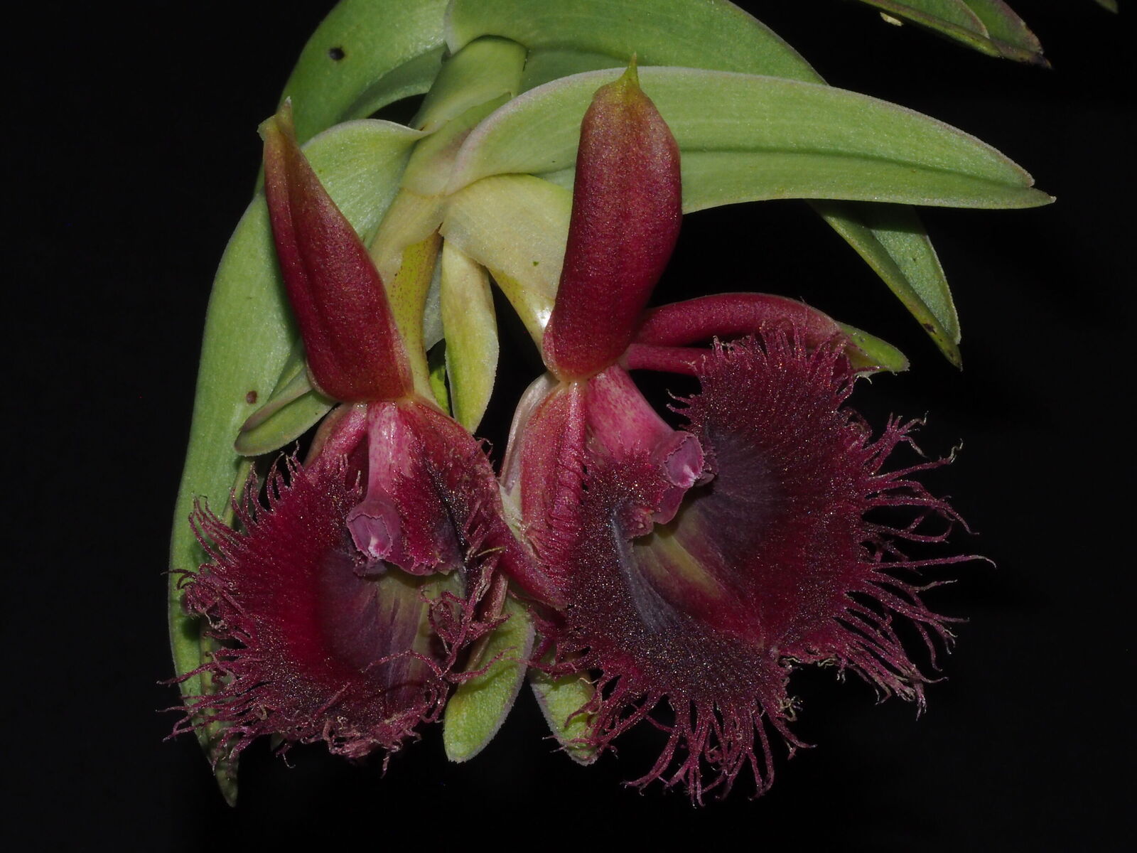 Epidendrum medusae