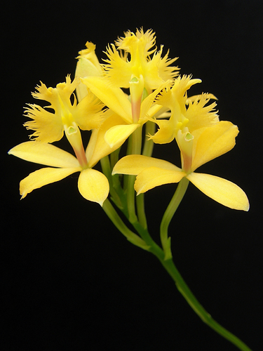 Epidendrum