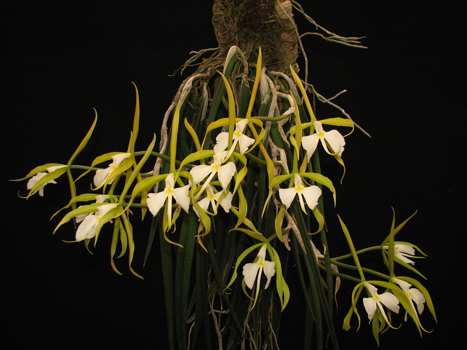 Epidendrum parkinsonianum