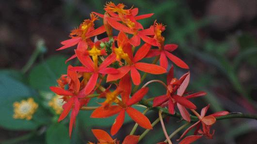 Epidendrum radicans