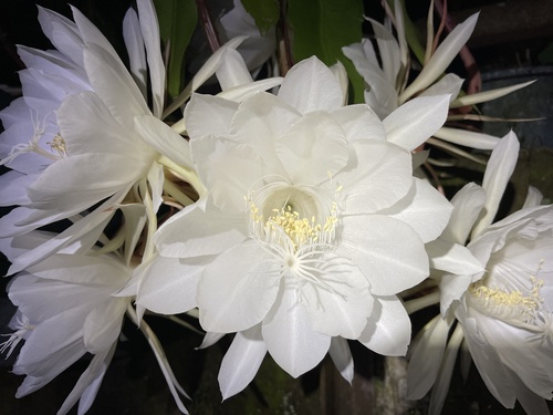 Epiphyllum