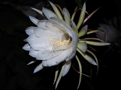 Epiphyllum oxypetalum