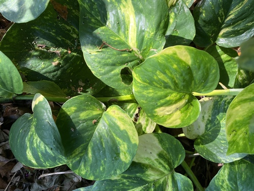 Epipremnum aureum