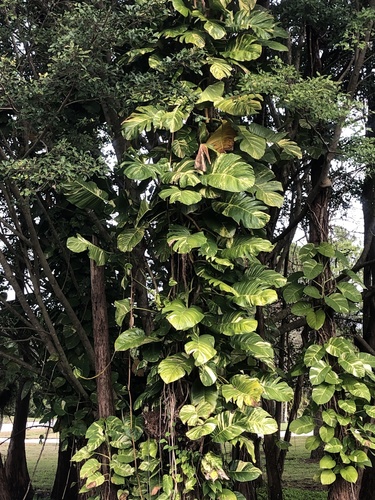Epipremnum