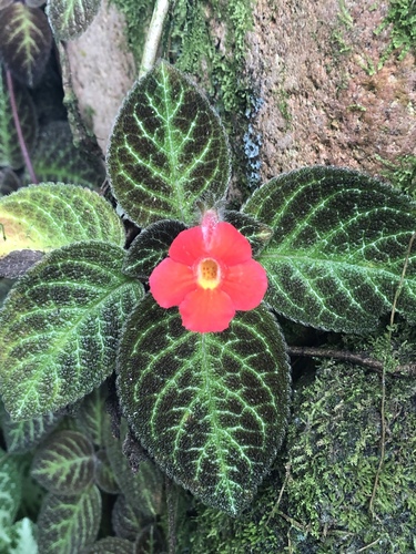 Episcia