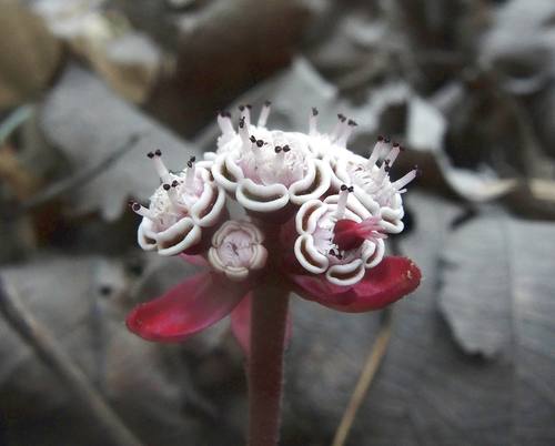 Euphorbioideae