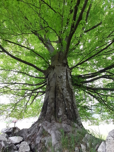 Fagaceae