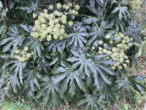Fatsia