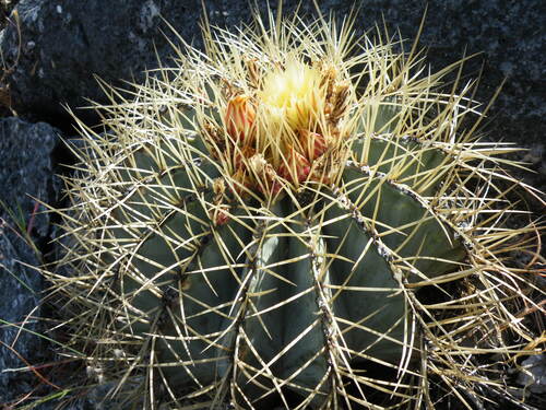 Ferocactus glaucescens