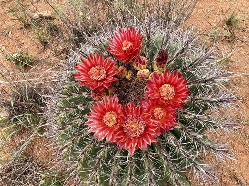 Ferocactus