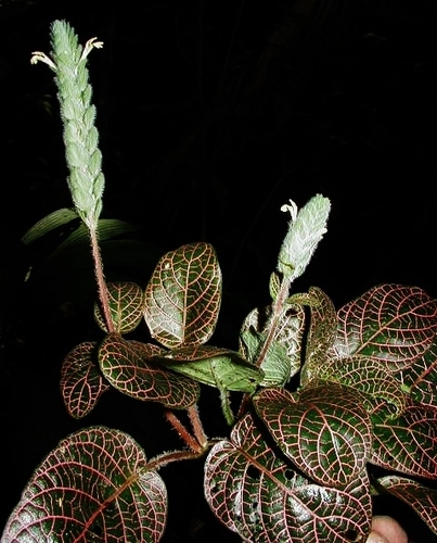Fittonia albivenis