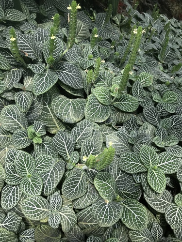 Fittonia
