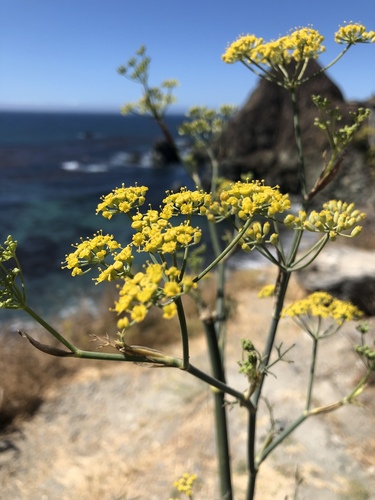 Foeniculum vulgare